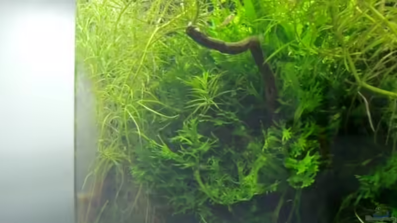 Aquarium Mikrokosmos 1.0 von Akula (8)