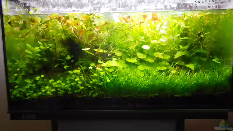 Aquarium Mikrokosmos 2.0 von Akula (2)