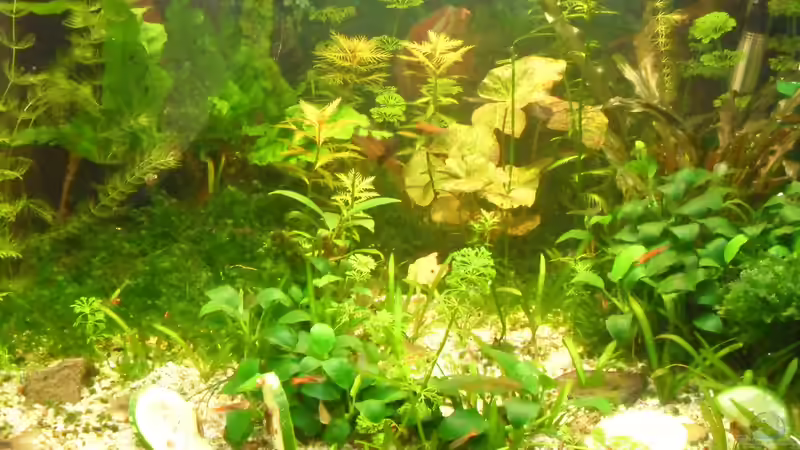 Aquarium mini becken von kleines becken (2)