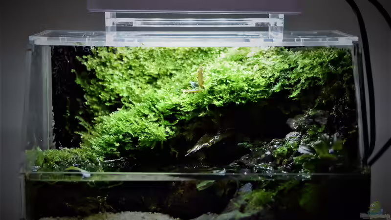 Aquarium Mini Complete Paludarium von Junglist (2)
