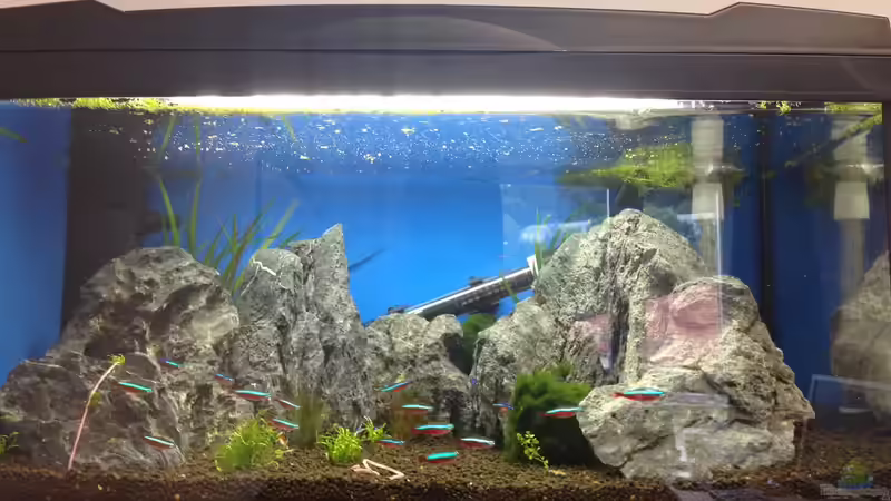 Aquarium Minigebirge von chewi86 (2)