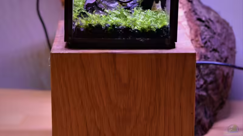 Aquarium Minimi von Junglist (2)