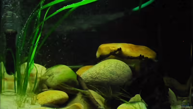 Aquarium Minirochen Flusslandschaft von Benjamin Hamann (2)