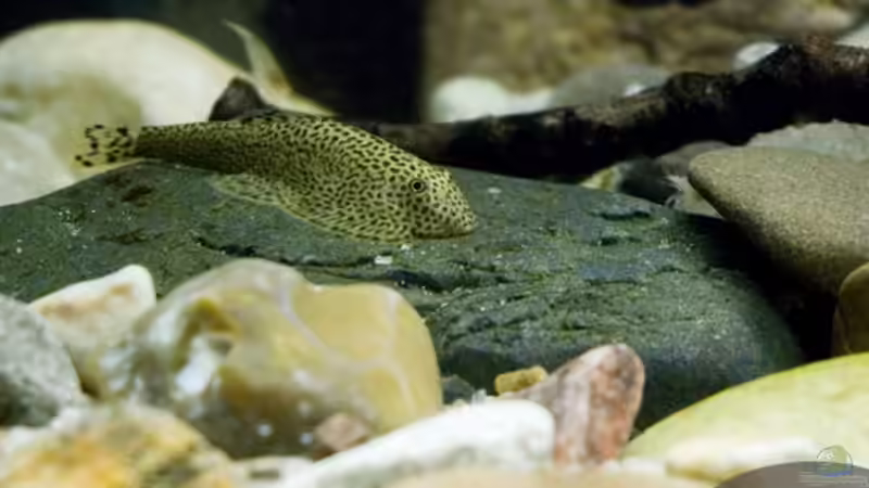 Aquarium Minirochen Flusslandschaft von Benjamin Hamann (9)