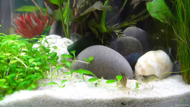Aquarium Miniunterwasserwelt von mcfly (14)