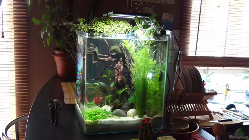 Aquarium Miniunterwasserwelt von mcfly (19)