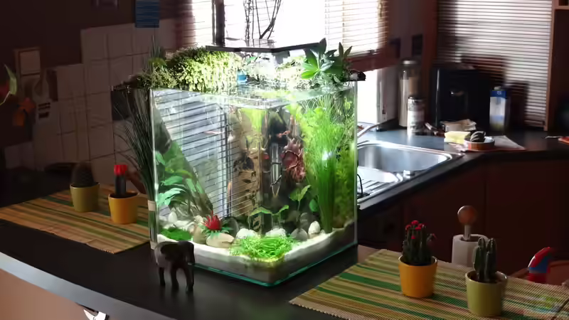 Aquarium Miniunterwasserwelt von mcfly (20)