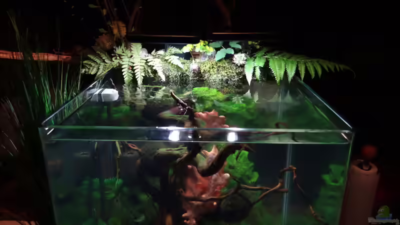 Aquarium Miniunterwasserwelt von mcfly (22)