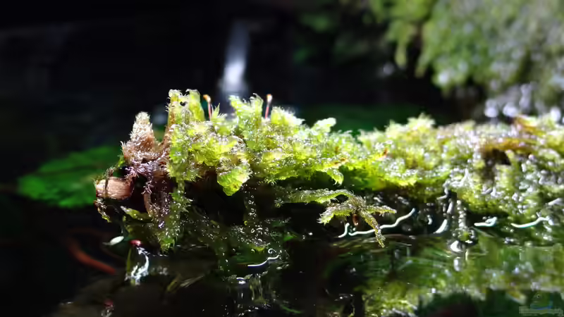 Aquarium Miniunterwasserwelt von mcfly (27)