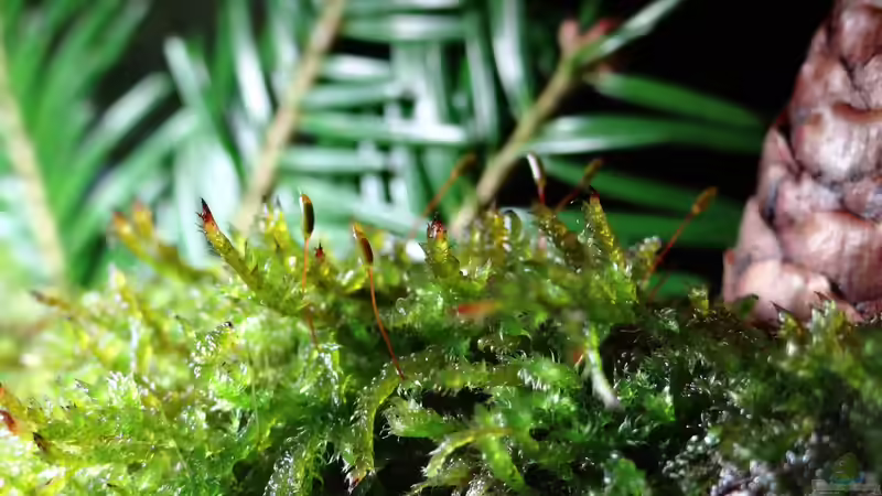 Aquarium Miniunterwasserwelt von mcfly (33)