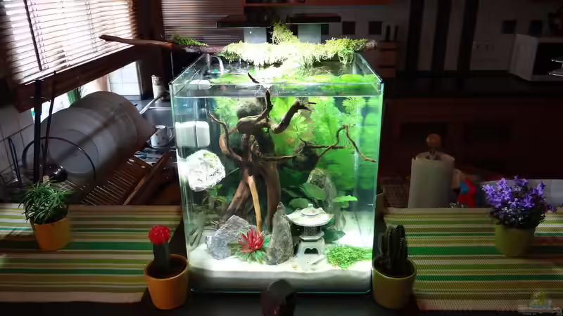 Aquarium Miniunterwasserwelt von mcfly (34)
