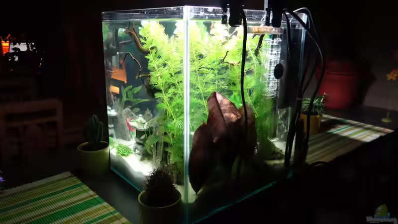 Aquarium Miniunterwasserwelt von mcfly (35)