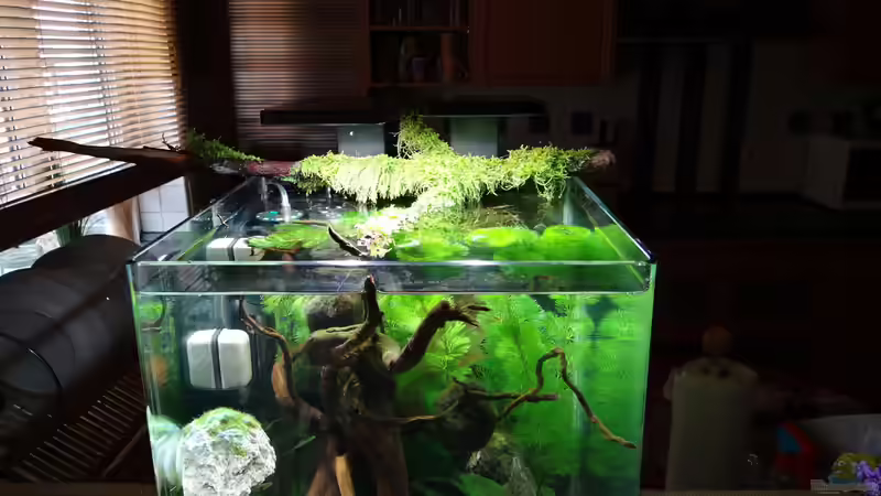 Aquarium Miniunterwasserwelt von mcfly (36)