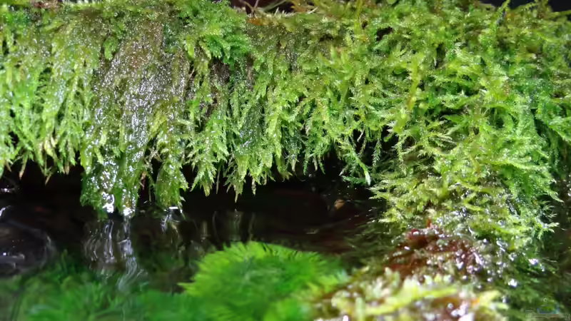 Aquarium Miniunterwasserwelt von mcfly (37)