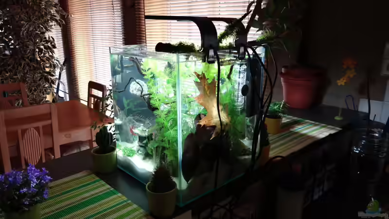 Aquarium Miniunterwasserwelt von mcfly (38)