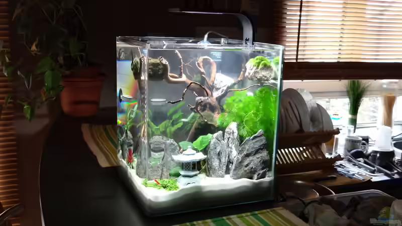 Aquarium Miniunterwasserwelt von mcfly (46)