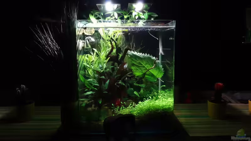 Aquarium Miniunterwasserwelt von mcfly (5)