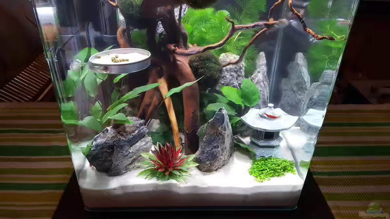 Aquarium Miniunterwasserwelt von mcfly (50)