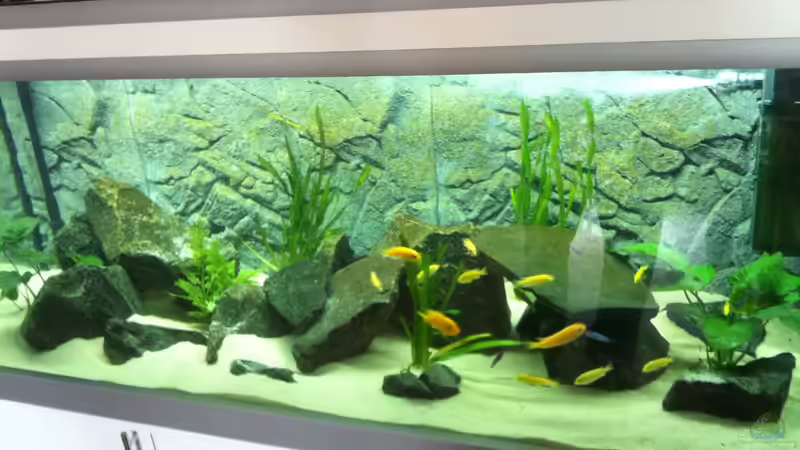 Aquarium mit Besatz von mikegarten007 (3)
