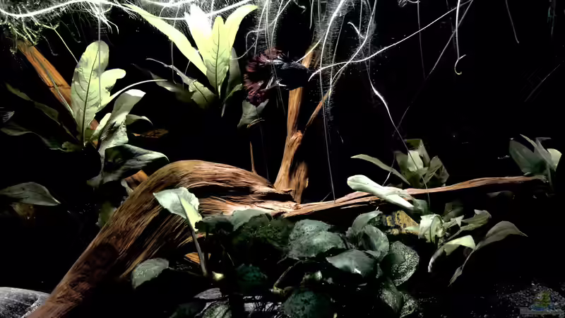 Aquarium mit Besatz von Niklas Kartzig (2)