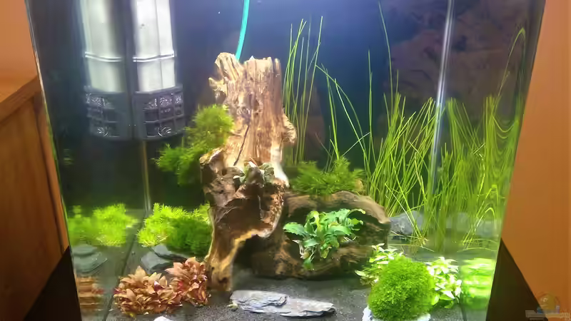 Aquarium mit den Wirbellosen von echo (3)
