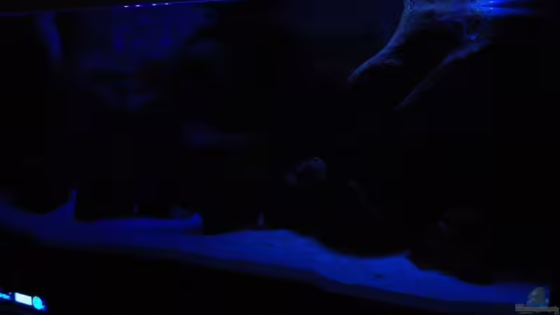 Aquarium mit fast 100% Mondlicht von Matoba (26)