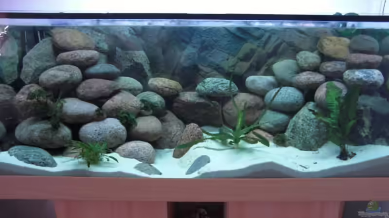 Aquarium mit GLO Leuchtbalken 1 von Malawi TOM (12)