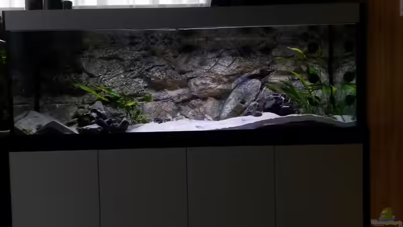 Aquarium mit LED-Beleuchtung von spriggina (18)