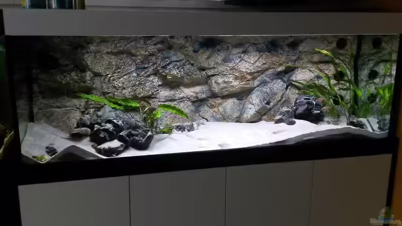 Aquarium mit LED-Beleuchtung von spriggina (19)