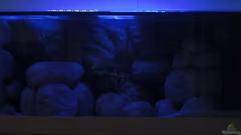 Aquarium mit Mondlicht 1 von Malawi TOM (9)