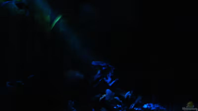 Aquarium mit Mondlicht von Chris 81 (8)