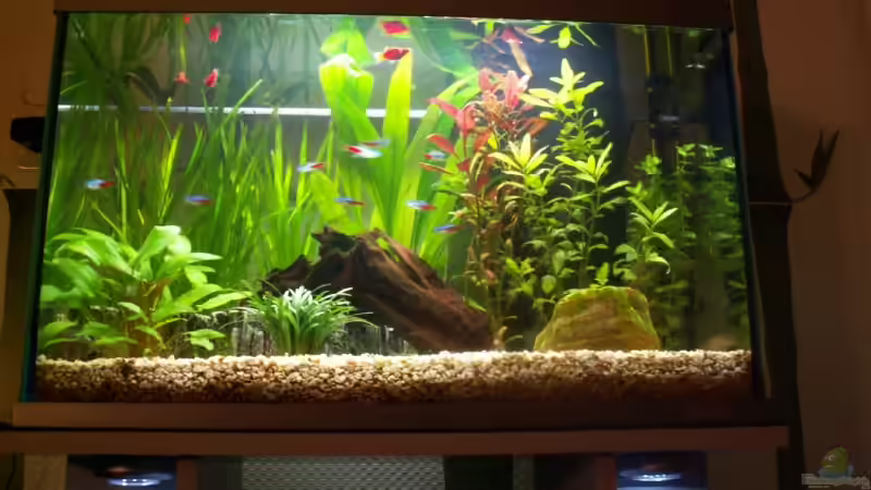 Aquarium mit Schrankbeleuchtung von Chris 81 (6)