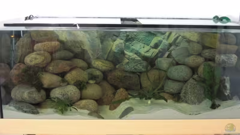 Aquarium mit Tageslicht 1 von Malawi TOM (10)