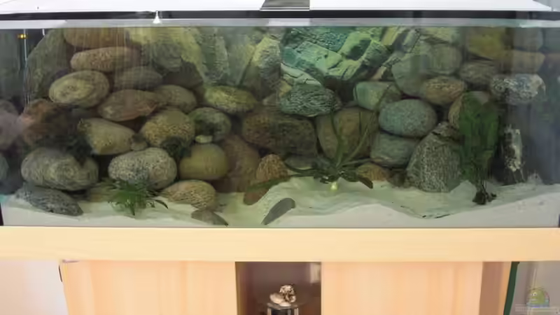 Aquarium mit Tageslicht 2 von Malawi TOM (11)