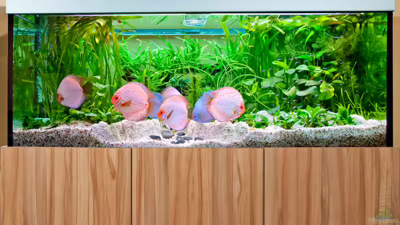 Aquarium mit Unterschrank von propeller (2)