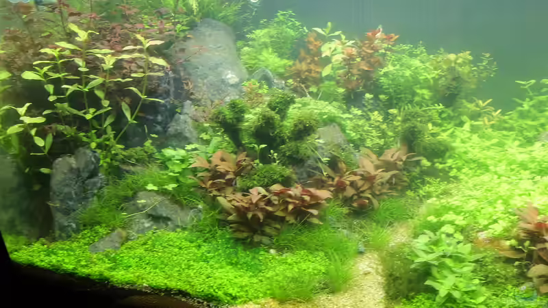 Aquarium mit Wasser von rorchi (33)