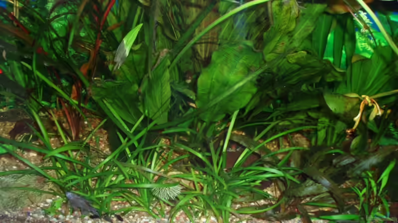 Aquarium Mitte 01.11.09 von ~Marco~ (5)