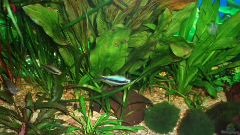 Aquarium Mitte 29.11.09 von ~Marco~ (8)