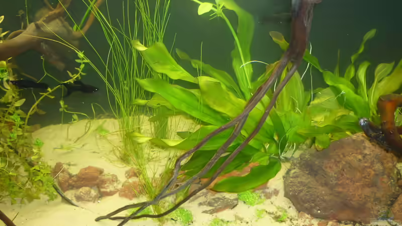 Aquarium-Mitte von Stefan E. (3)