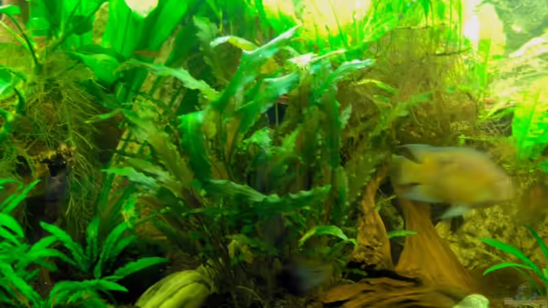 Aquarium Mitte von Stefan Reinl (6)