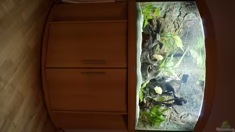 Aquarium Mittel-, Südamerika Trigon 350 von 1887woeh (3)