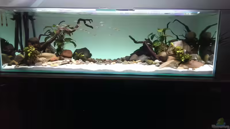 Aquarium Mittelamerika / Aquascape von Dubfocus (10)