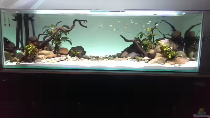 Aquarium Mittelamerika / Aquascape von Dubfocus (11)
