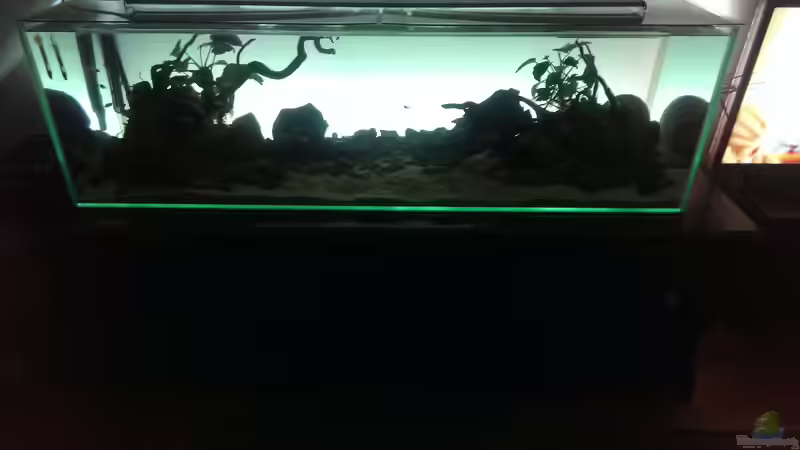 Aquarium Mittelamerika / Aquascape von Dubfocus (12)