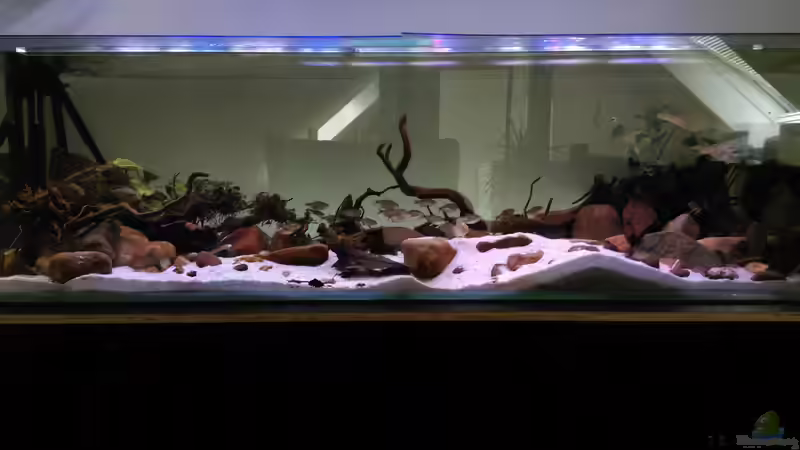 Aquarium Mittelamerika / Aquascape von Dubfocus (13)