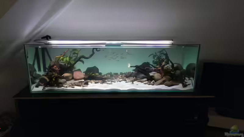 Aquarium Mittelamerika / Aquascape von Dubfocus (2)