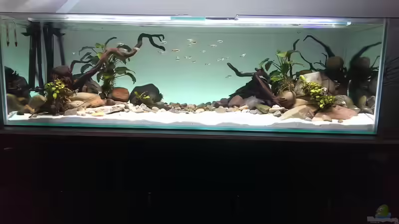 Aquarium Mittelamerika / Aquascape von Dubfocus (3)