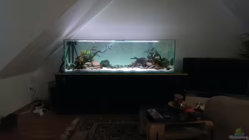 Aquarium Mittelamerika / Aquascape von Dubfocus (5)