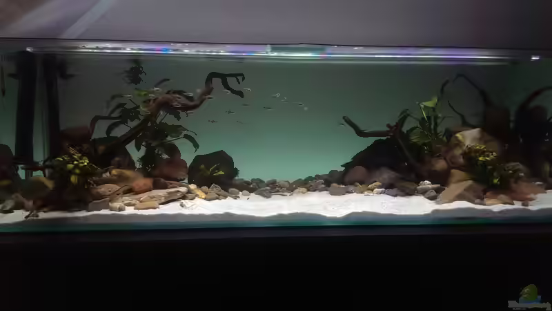 Aquarium Mittelamerika / Aquascape von Dubfocus (6)