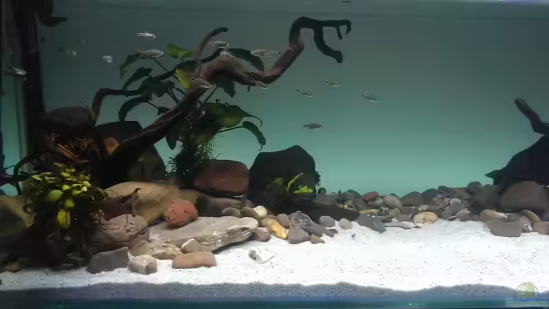 Aquarium Mittelamerika / Aquascape von Dubfocus (7)